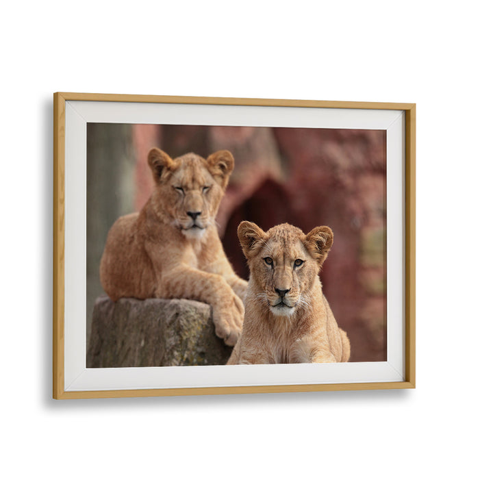 SISTERS, PHOTOGRAPHY PRINTS feature two lion cubs in a serene pose, showcasing nature's beauty and wildlife grace.