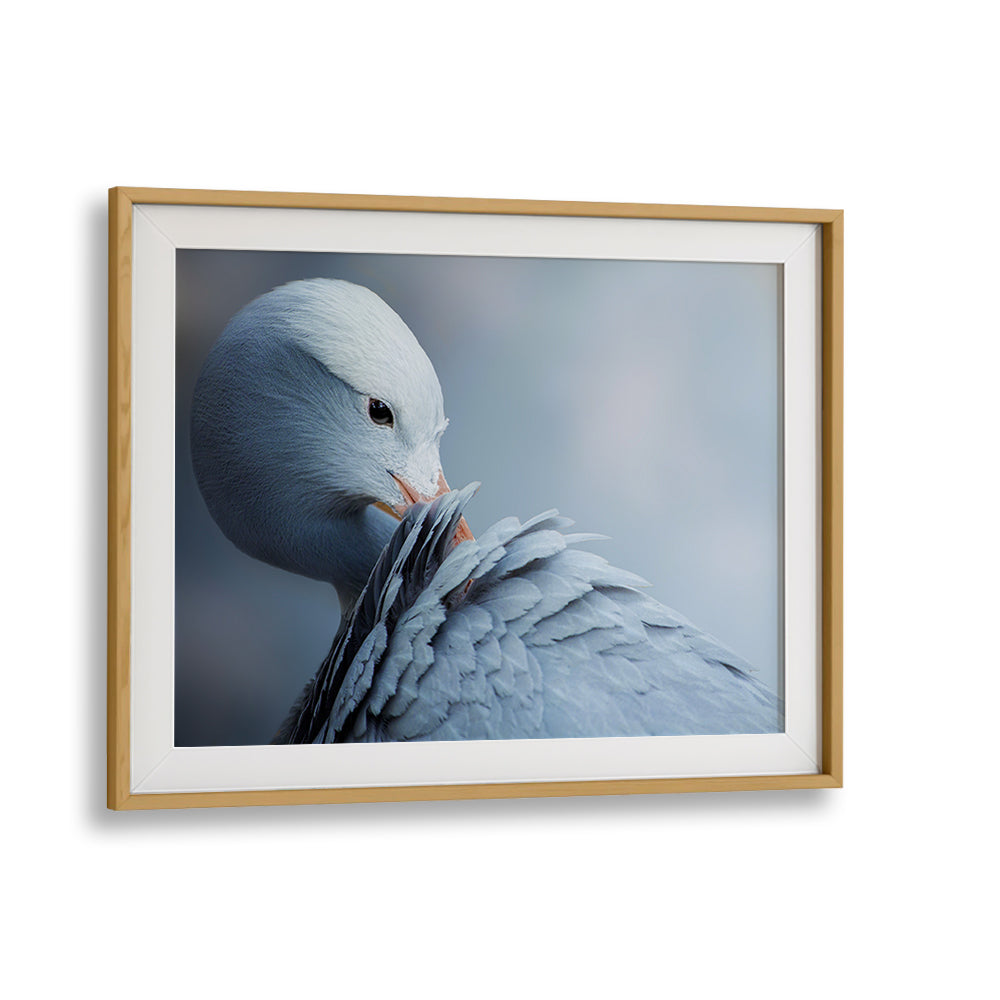Elegant wildlife captured in NATURAL BEAUTY, PHOTOGRAPHY PRINTS, showcasing nature's grace and allure.