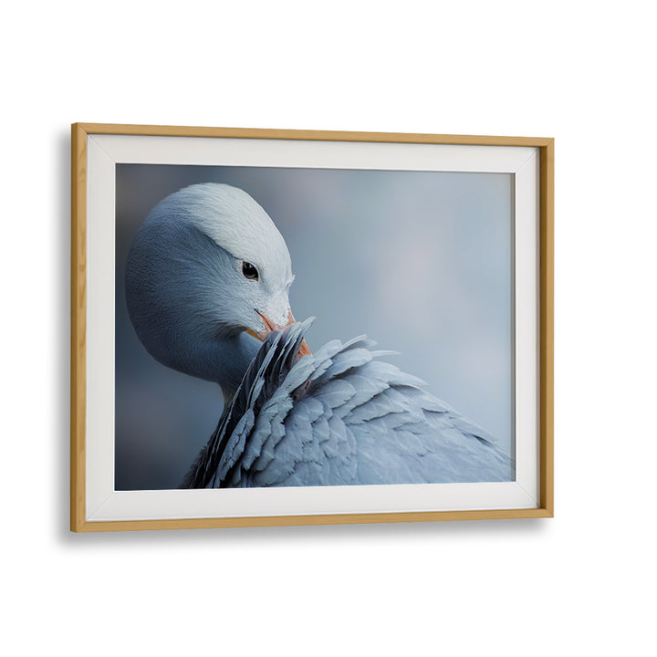 Elegant wildlife captured in NATURAL BEAUTY, PHOTOGRAPHY PRINTS, showcasing nature's grace and allure.