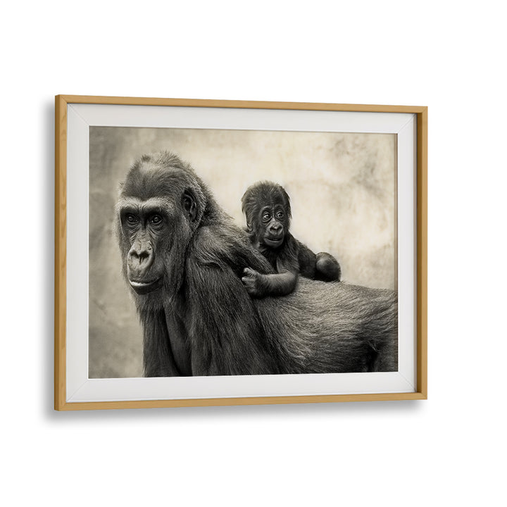 Gorilla mother and baby captured in stunning detail, perfect for LIFE , PHOTOGRAPHY PRINTS collection.