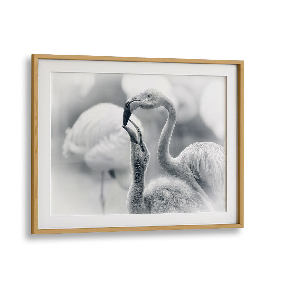 Fine art FEEDING , PHOTOGRAPHY PRINTS featuring a tender moment between flamingo parents and their chick.