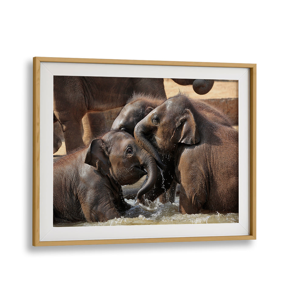 Three playful elephants splash in water, showcasing the joy of nature in WATER FUN, PHOTOGRAPHY PRINTS.