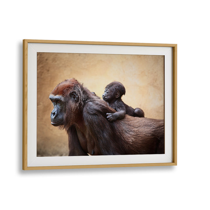 Framed wildlife scene featuring a mother gorilla and baby, showcasing THE FIRST OUTING, PHOTOGRAPHY PRINTS.