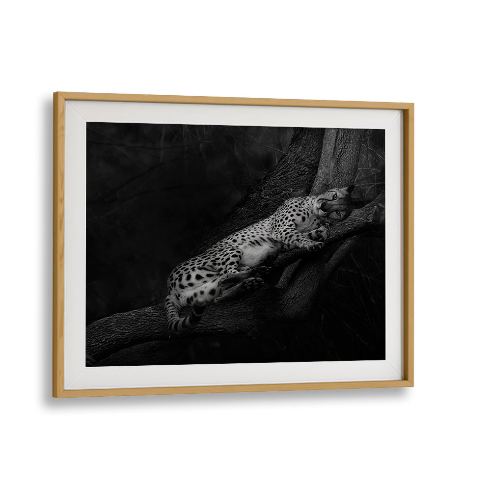 Serene RESTING CHEETAH, PHOTOGRAPHY PRINTS showcasing wildlife elegance, perfect for nature lovers' decor.