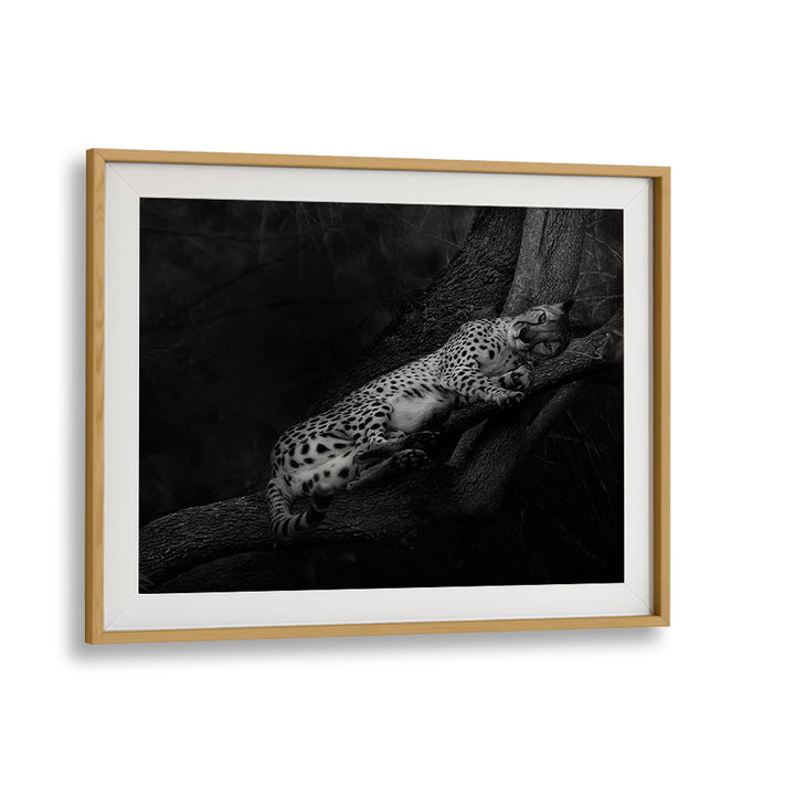 Serene RESTING CHEETAH, PHOTOGRAPHY PRINTS showcasing wildlife elegance, perfect for nature lovers' decor.