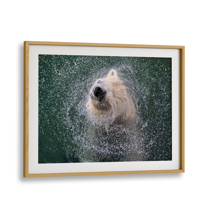 Vibrant polar bear splashing water captures the FRESHNESS FOR HOT SUMMER DAYS, PHOTOGRAPHY PRINTS for your home.