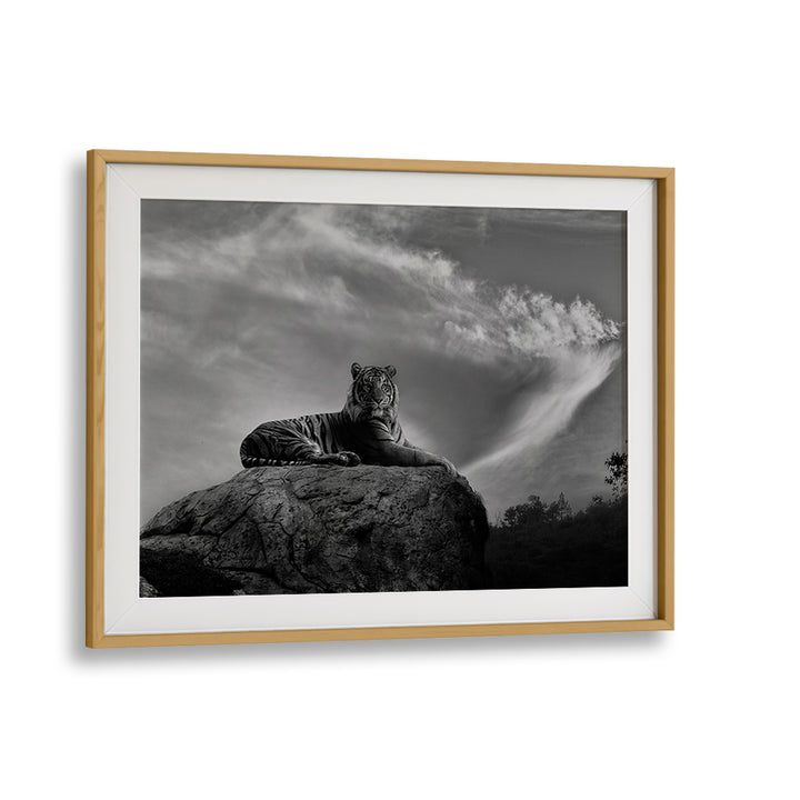 Majestic tiger atop a rock in "ON THE WATCH, PHOTOGRAPHY PRINTS," showcasing nature's beauty and power.