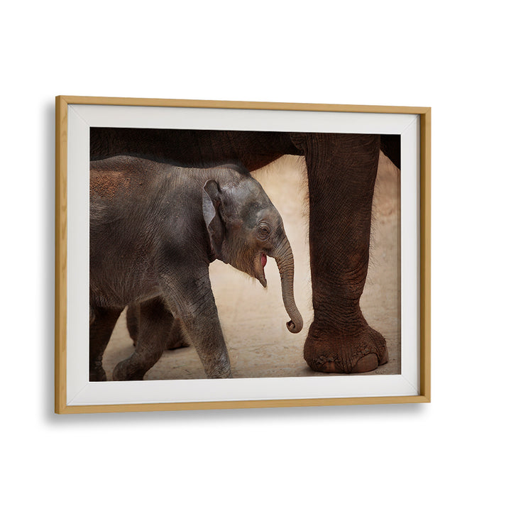 Explore the beauty of wildlife with THE MAGIC OF WALKING, PHOTOGRAPHY PRINTS featuring an adorable baby elephant.