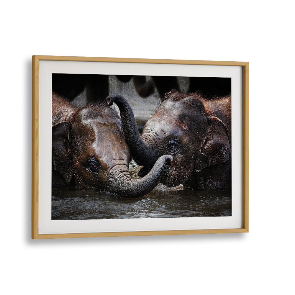 Two elephants intertwine their trunks in a serene moment, featured in JUST WE TWO, PHOTOGRAPHY PRINTS.