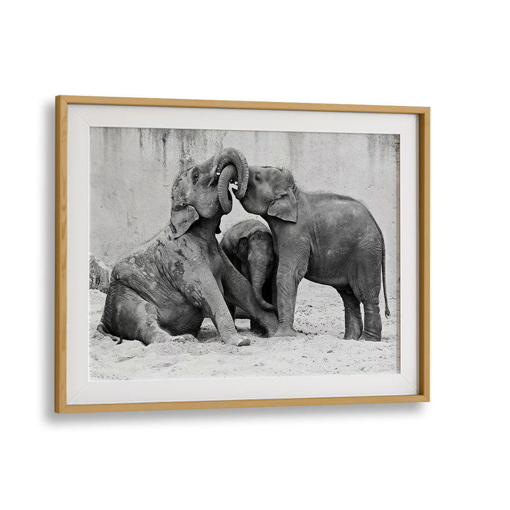Enjoy the playful moments of elephants captured in "ELEPHANT'S AT PLAYGROUND, PHOTOGRAPHY PRINTS" for your space.