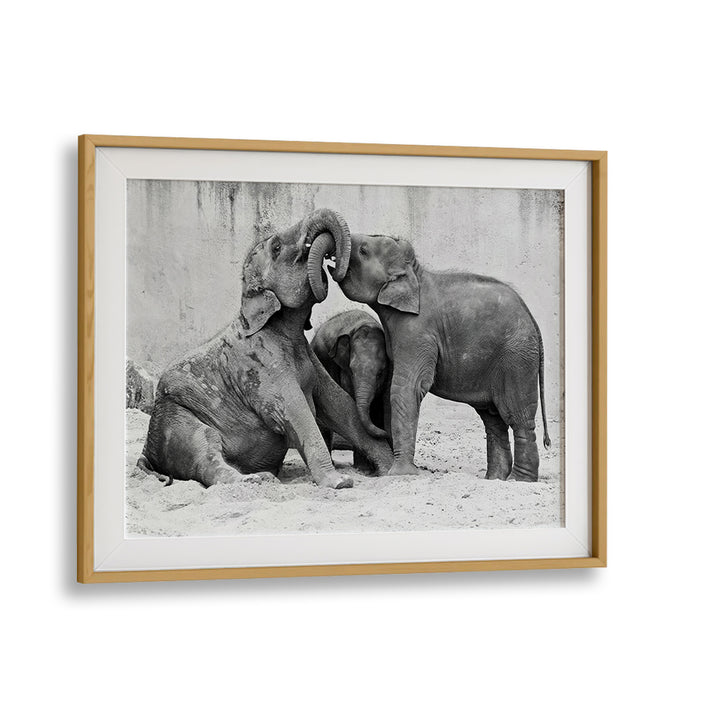 Enjoy the playful moments of elephants captured in "ELEPHANT'S AT PLAYGROUND, PHOTOGRAPHY PRINTS" for your space.