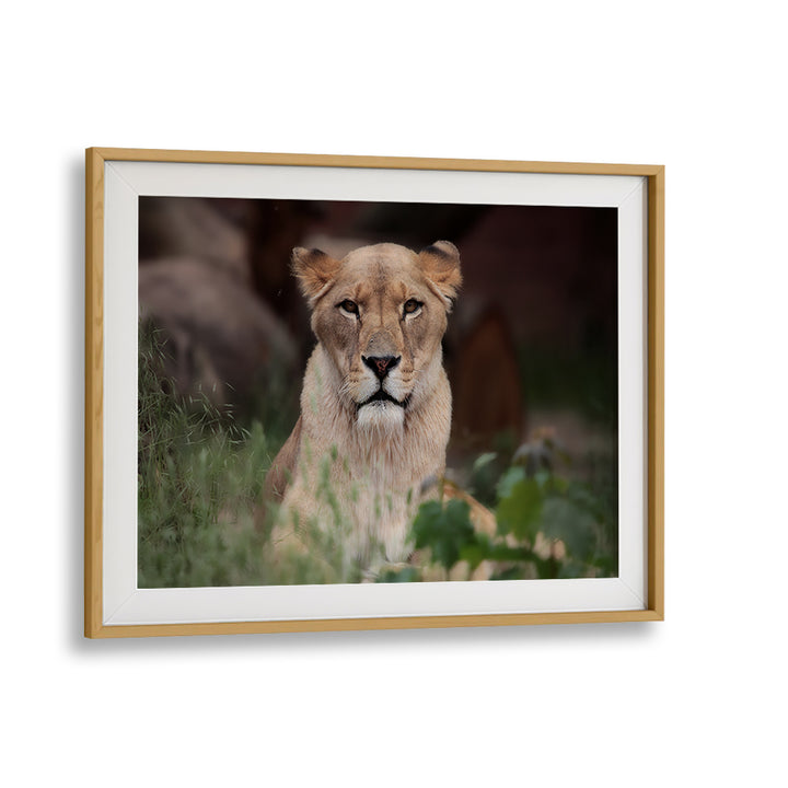 Majestic lioness captured in stunning detail, perfect for your wall with our LIONESS, PHOTOGRAPHY PRINTS collection.