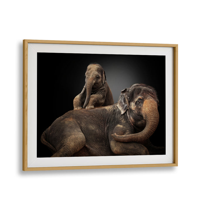 Wildlife photography featuring elephants in "MY BELOVED TROUBLEMAKER, PHOTOGRAPHY PRINTS" for nature lovers.