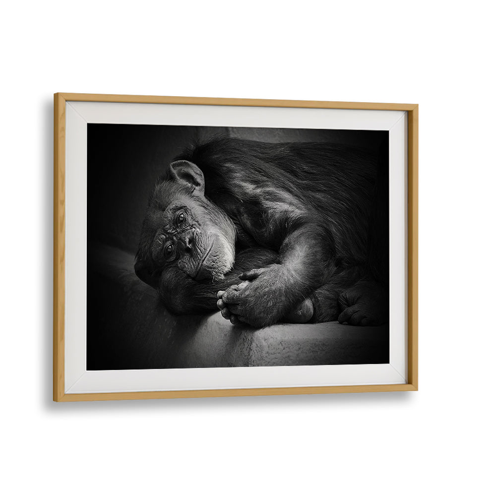 Captivating wildlife captured in YESTERDAY, PHOTOGRAPHY PRINTS, showcasing the beauty of nature in fine art.