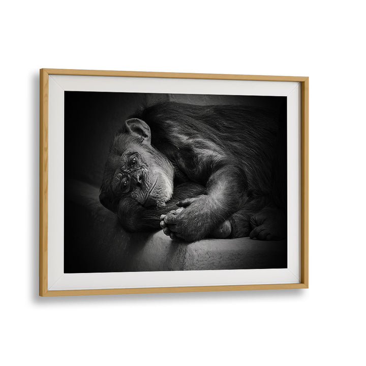 Captivating wildlife captured in YESTERDAY, PHOTOGRAPHY PRINTS, showcasing the beauty of nature in fine art.