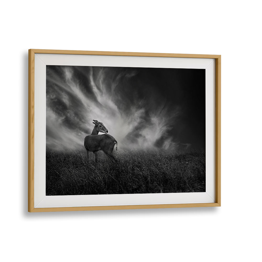 Curious fawn in a stunning wildlife scene, perfect for CURIOSITY, PHOTOGRAPHY PRINTS lovers seeking nature's essence.