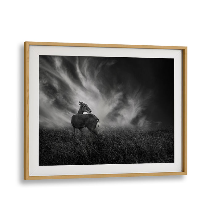 Curious fawn in a stunning wildlife scene, perfect for CURIOSITY, PHOTOGRAPHY PRINTS lovers seeking nature's essence.