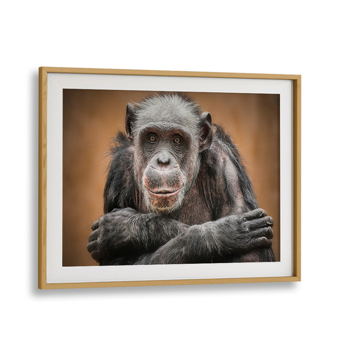 Captivating chimpanzee portrait showcasing "SO CLOSE TO US, PHOTOGRAPHY PRINTS" collection, perfect for wildlife lovers.