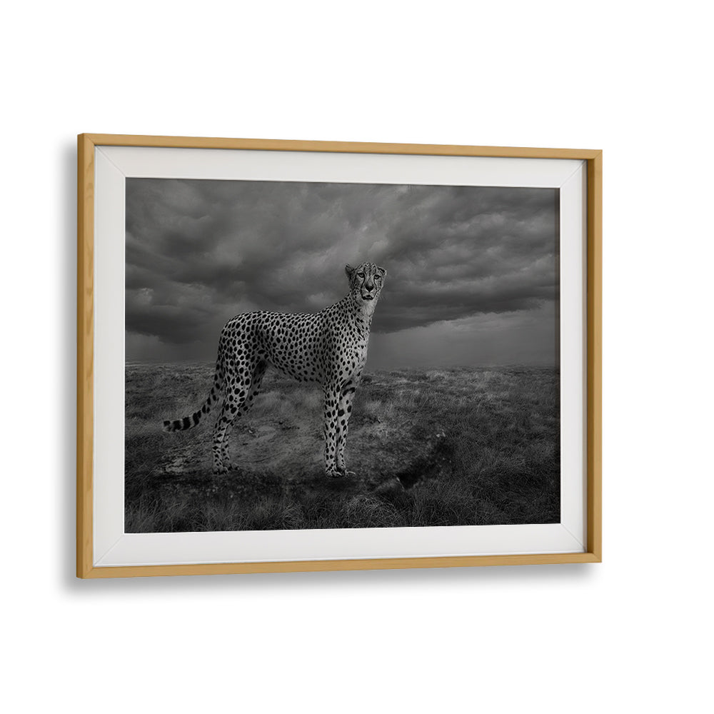 Stunning ALERT CHEETAH photography prints showcasing a majestic cheetah against a dramatic sky backdrop.