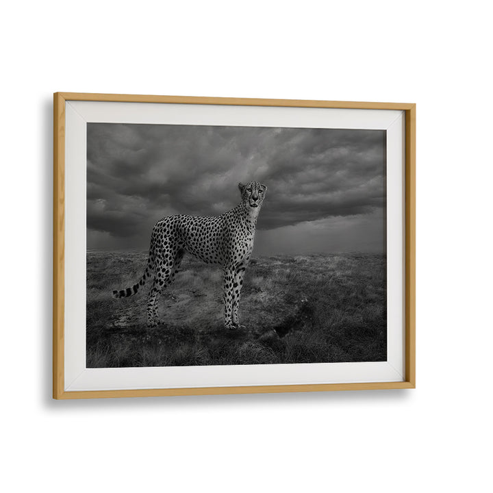 Stunning ALERT CHEETAH photography prints showcasing a majestic cheetah against a dramatic sky backdrop.