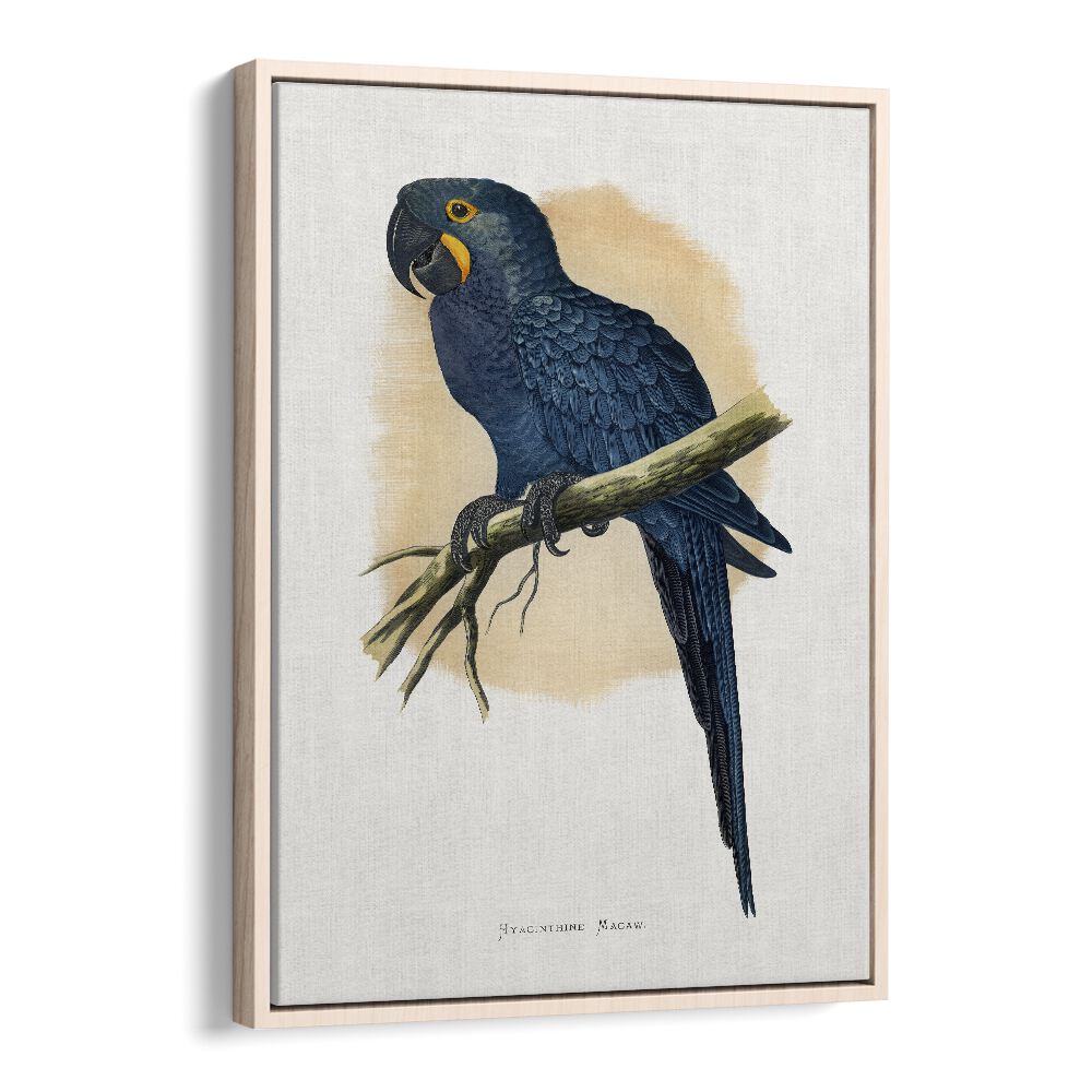 ANIMALS painting - HYACINTHINE MACAW by Asianmonk