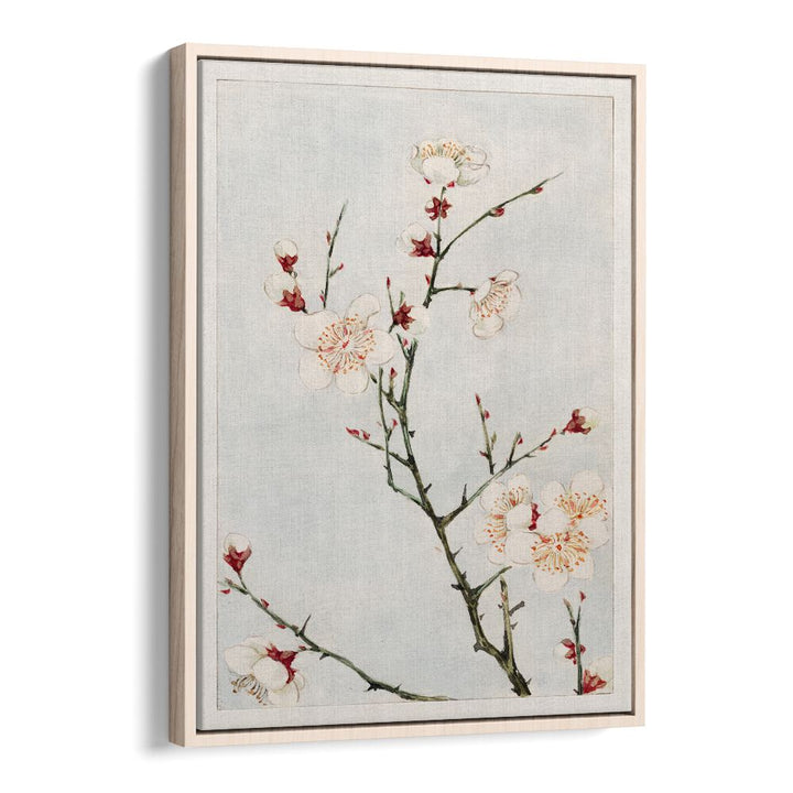 PLUM BRANCHES WITH BLOSSOMS DURING 1870 -1880