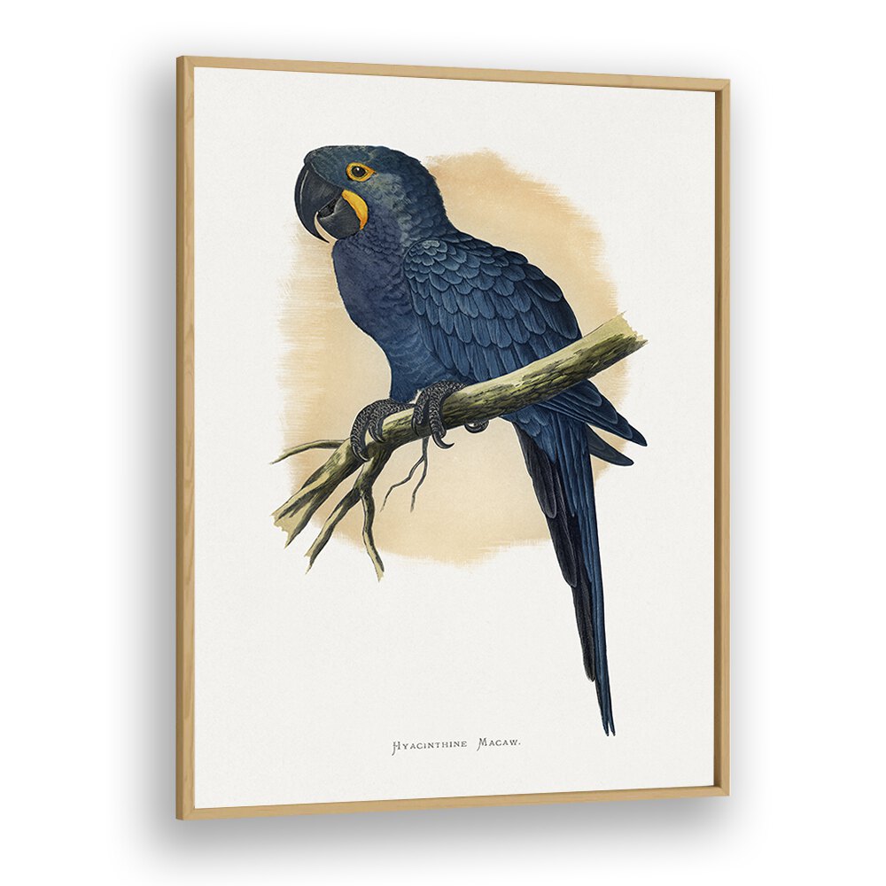 ANIMALS painting - HYACINTHINE MACAW by Asianmonk