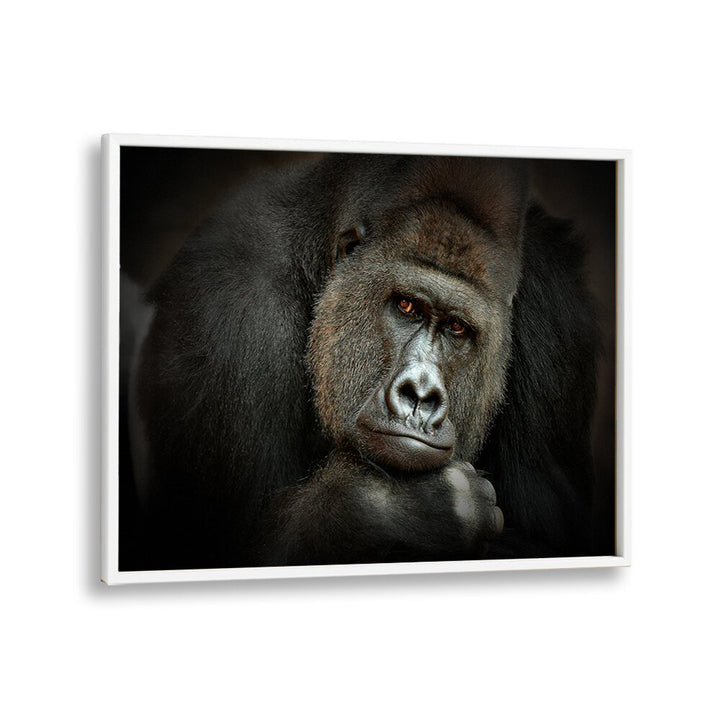 PEACEFUL GIANT WILDLIFE PHOTOGRAPHY in White Plain Frame