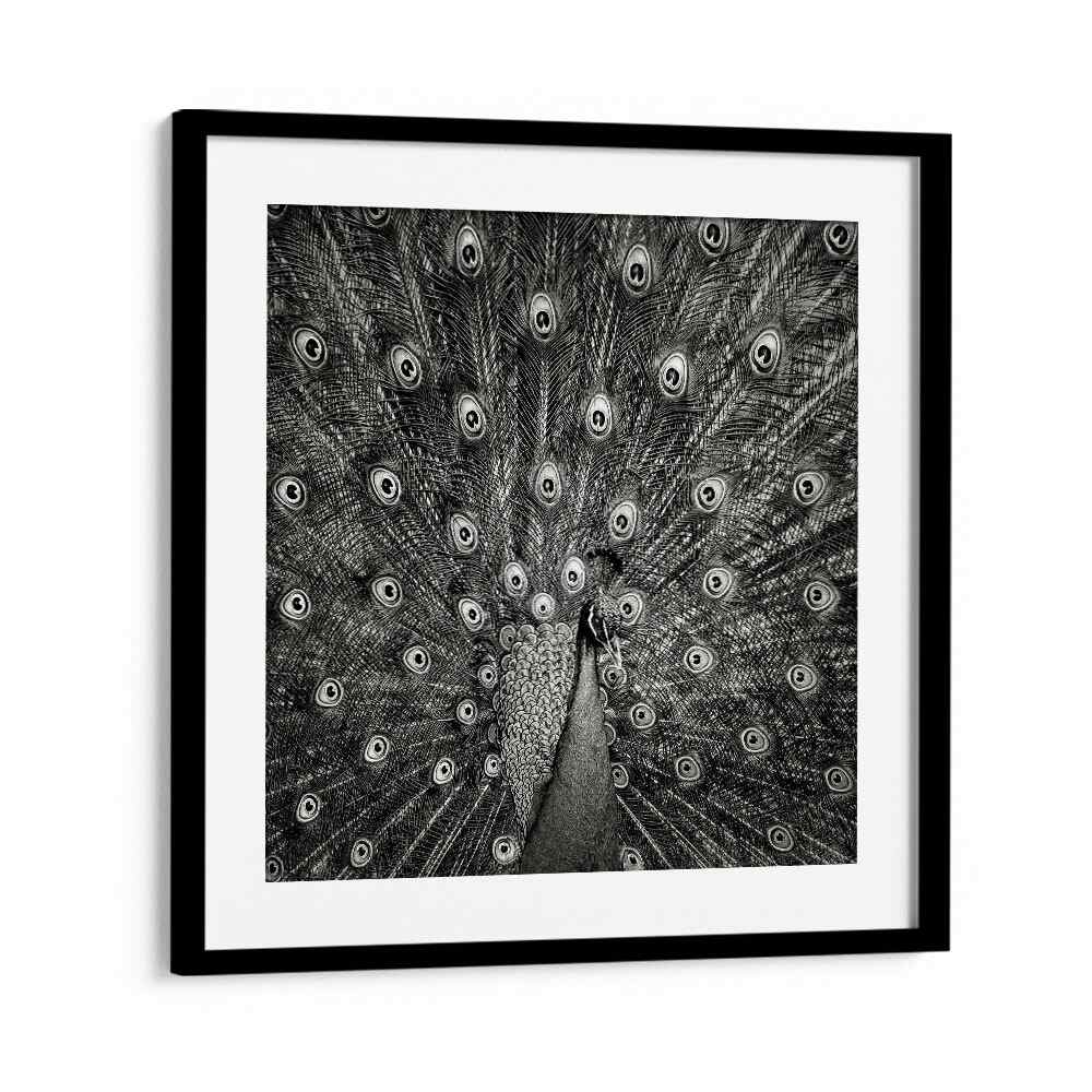 PEACOCK WILDLIFE PHOTOGRAPHY in Black Frame With Mount