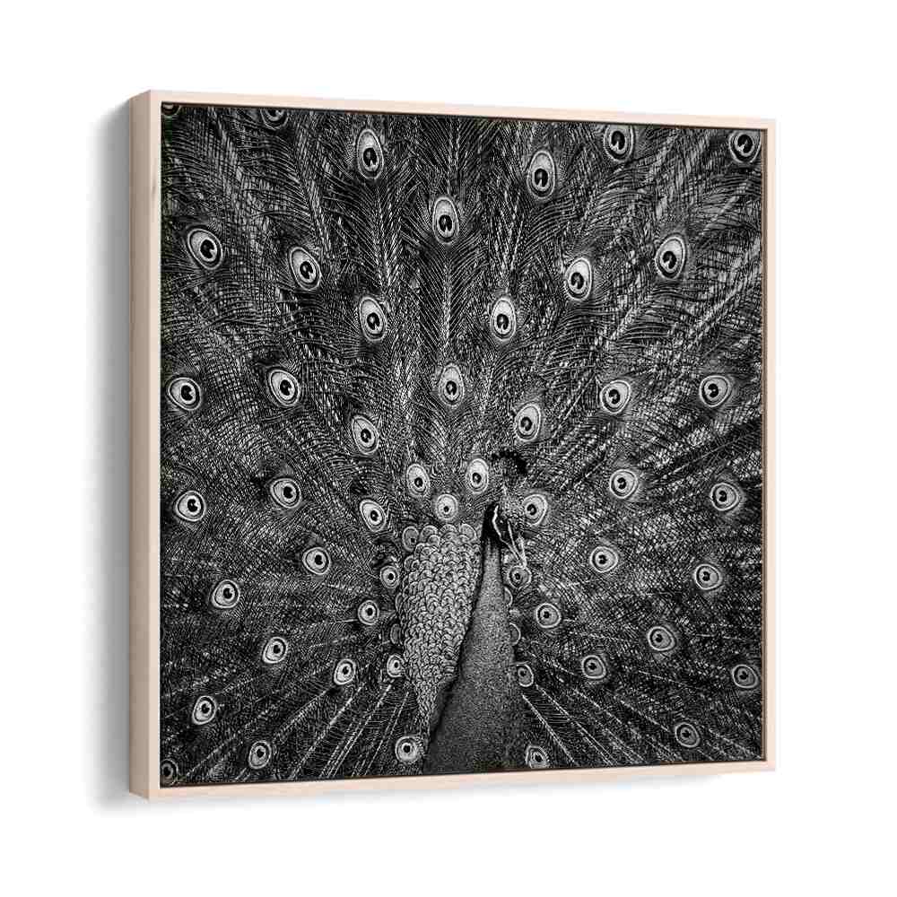 PEACOCK WILDLIFE PHOTOGRAPHY in Oak Wood Floater Frame