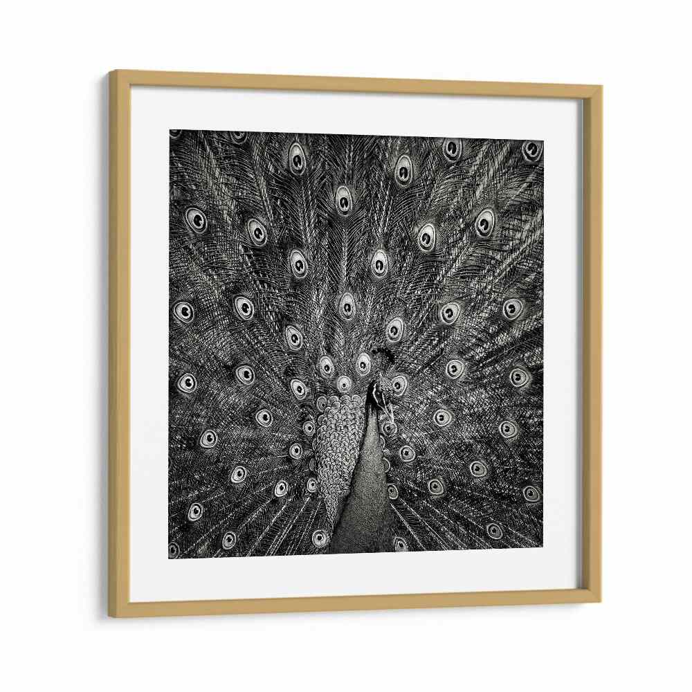 PEACOCK WILDLIFE PHOTOGRAPHY in Oak Wood Frame With Mount