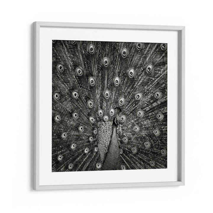 PEACOCK WILDLIFE PHOTOGRAPHY in White Frame With Mount