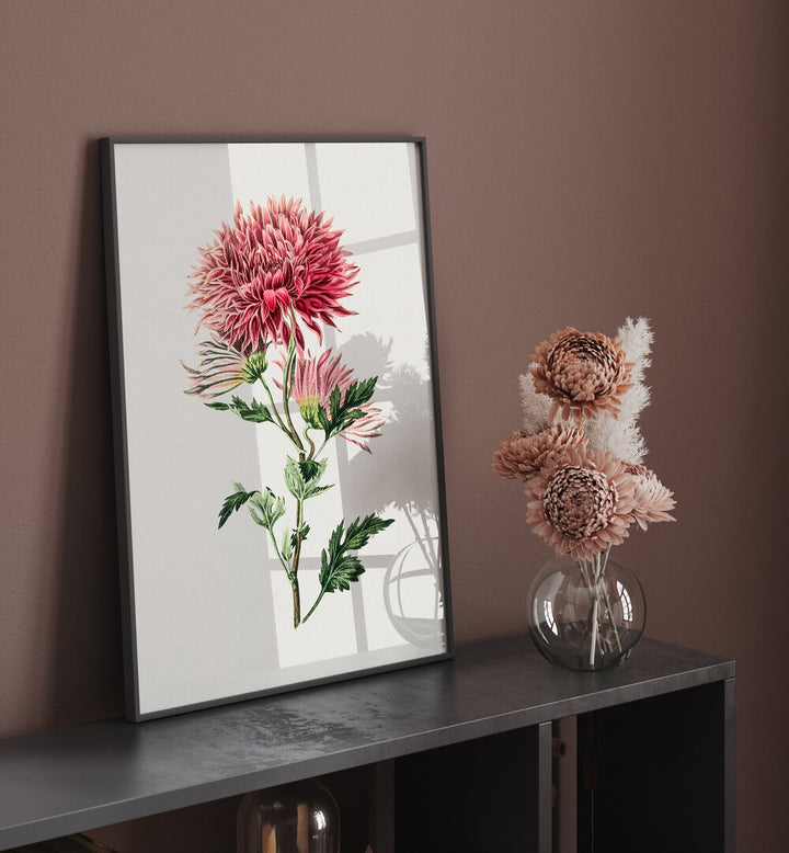 Pink Chrysanthemum Flower Botanical Flower Paintings Artwork Placed on a wall