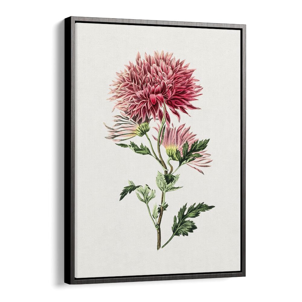 Pink Chrysanthemum Flower Botanical Flower Paintings Artwork  in Black Floater Frame