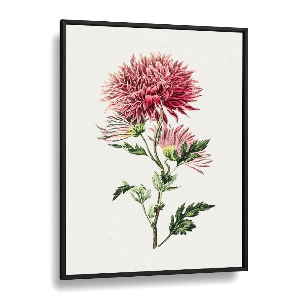 Pink Chrysanthemum Flower Botanical Flower Paintings Artwork  in Black Plain Frame