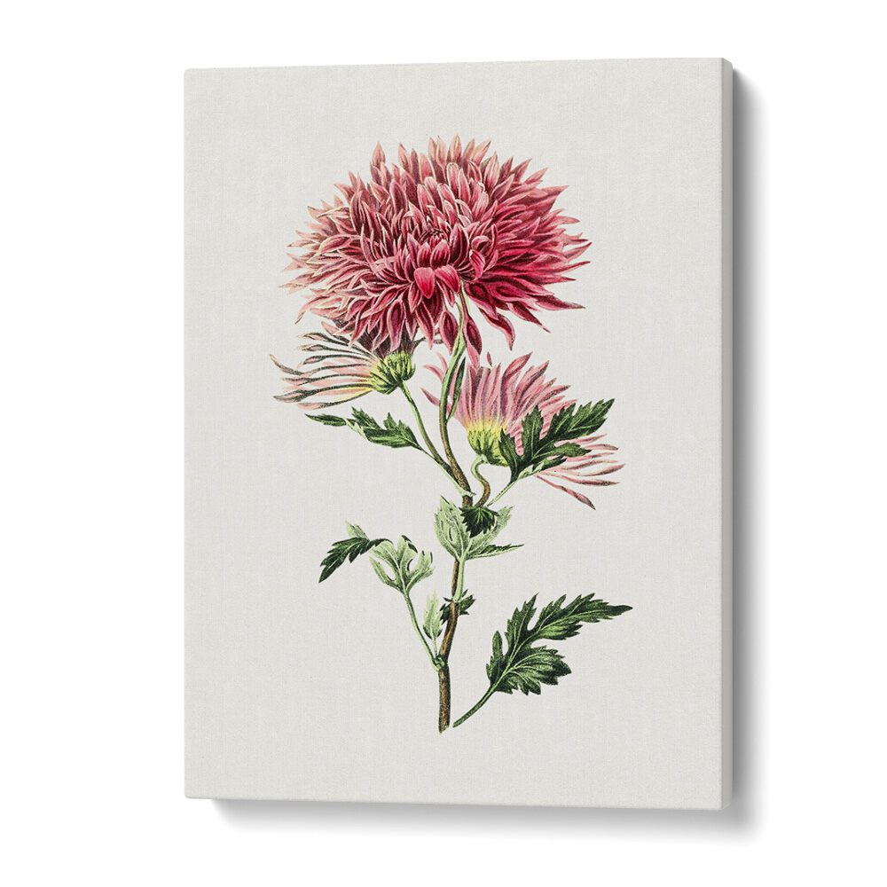 Pink Chrysanthemum Flower Botanical Flower Paintings Artwork in Gallery Wrap