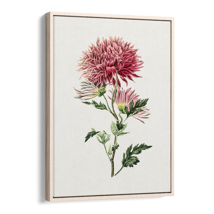 Pink Chrysanthemum Flower Botanical Flower Paintings Artwork in Oak Wood Floater Frame