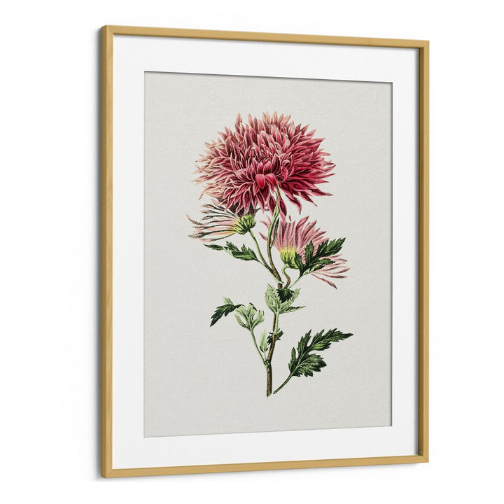 Pink Chrysanthemum Flower Botanical Flower Paintings Artwork in Oak Wood Frame With Mount