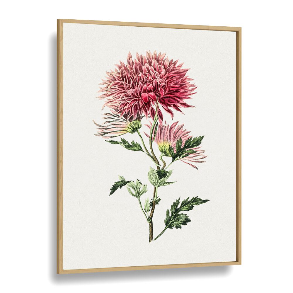 Pink Chrysanthemum Flower Botanical Flower Paintings Artwork in Oak Wood Plain Frame