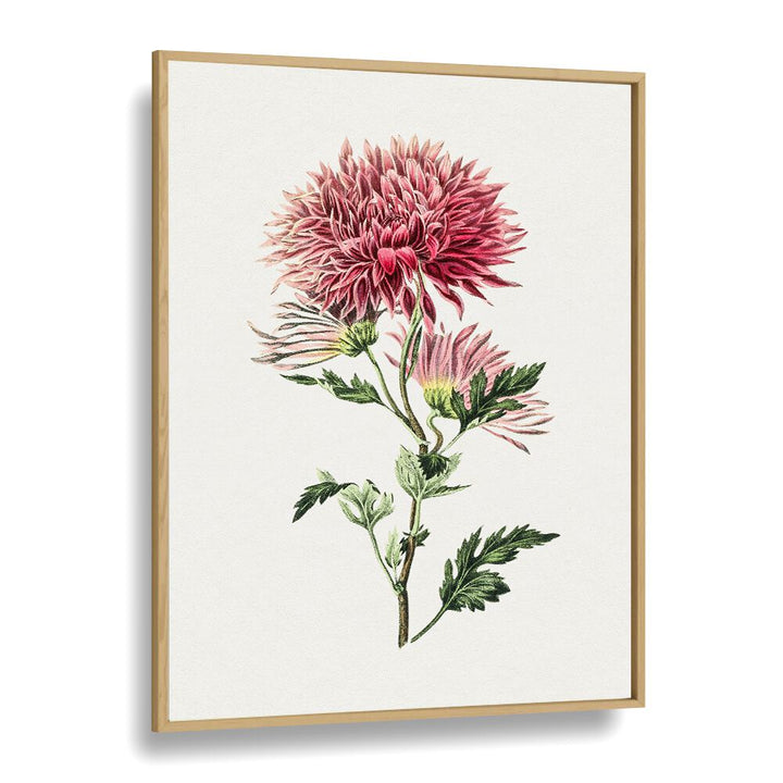 Pink Chrysanthemum Flower Botanical Flower Paintings Artwork in Oak Wood Plain Frame