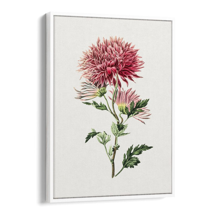 Pink Chrysanthemum Flower Botanical Flower Paintings Artwork  in White Floater Frame