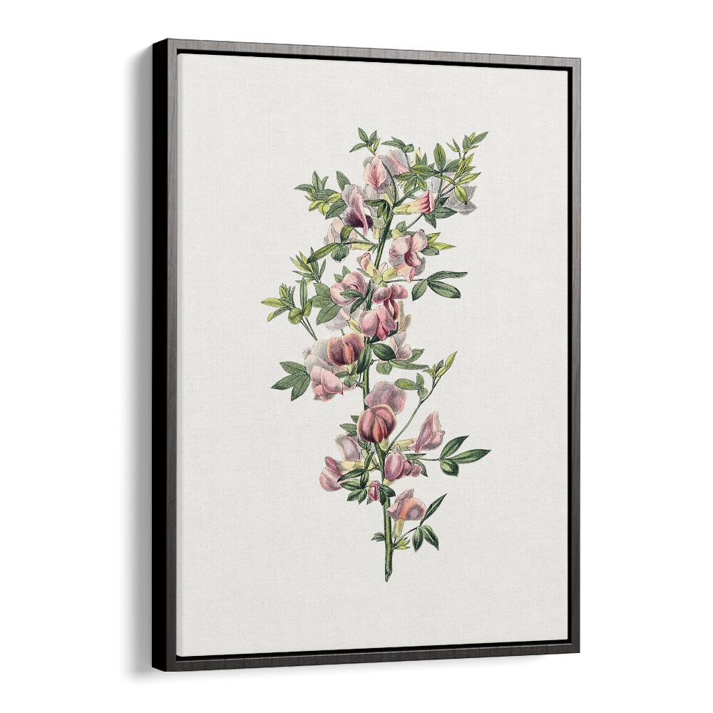 Pink Flower  Botanical Flower Paintings Artwork  in Black Floater Frame