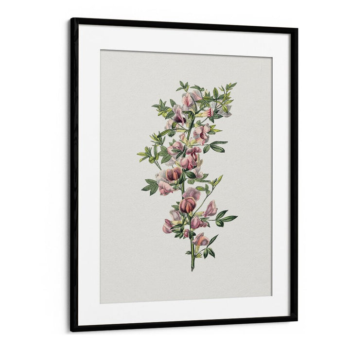 Pink Flower  Botanical Flower Paintings Artwork  in Black Frame With Mount