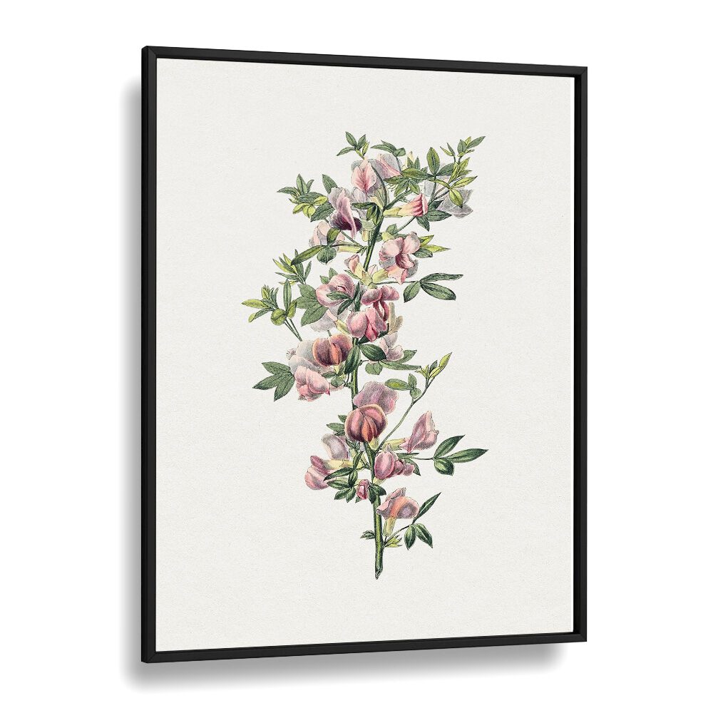 Pink Flower r Botanical Flower Paintings Artwork  in Black Plain Frame