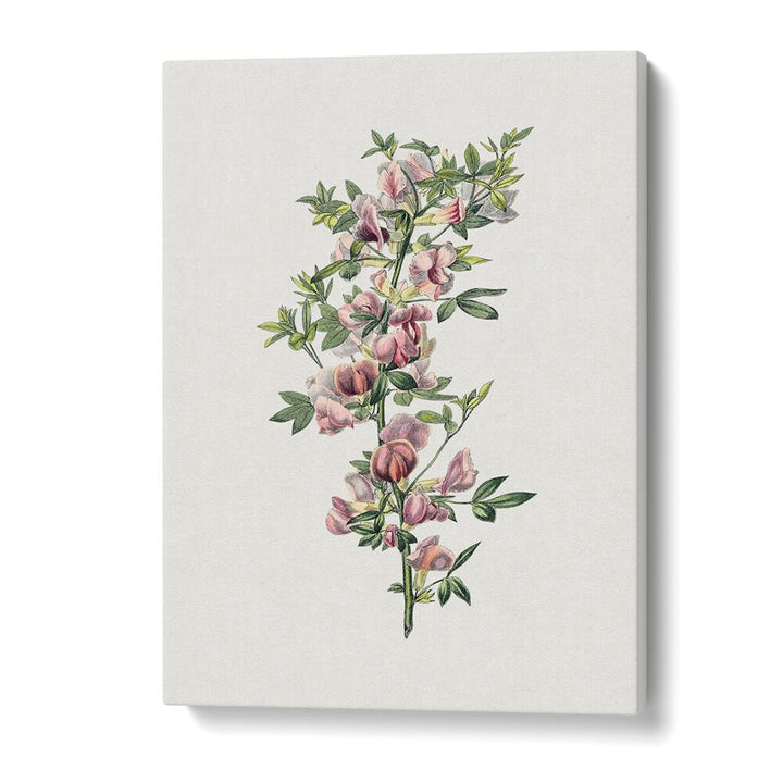 Pink Flower  Botanical Flower Paintings Artwork in Gallery Wrap