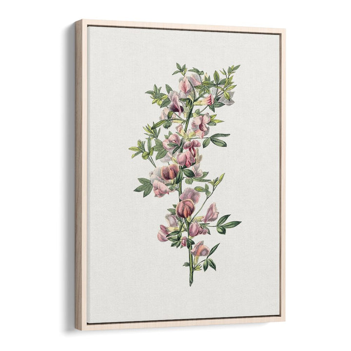 Pink Flower  Botanical Flower Paintings Artwork in Oak Wood Floater Frame