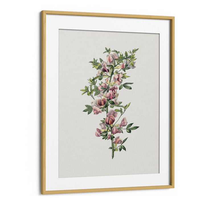 Pink Flower  Botanical Flower Paintings Artwork in Oak Wood Frame With Mount