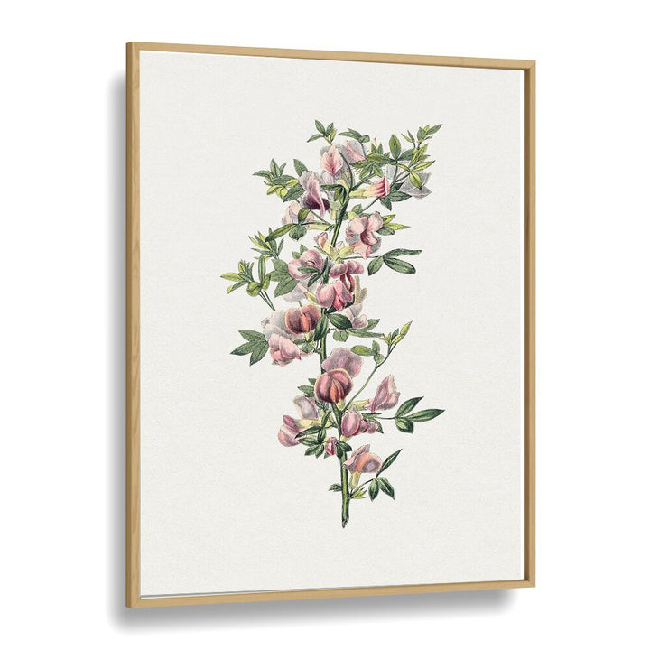 Pink Flower Botanical Flower Paintings Artwork in Oak Wood Plain Frame