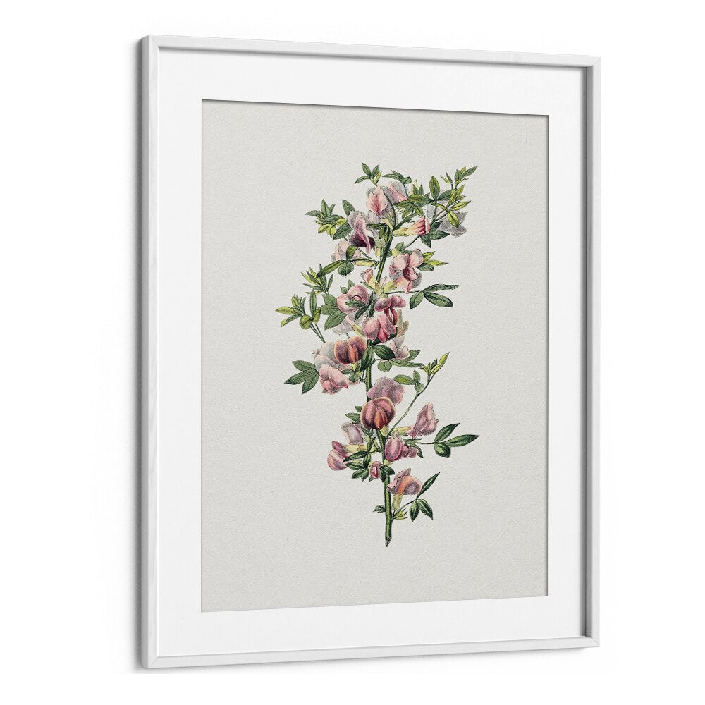 Pink Flower  Botanical Flower Paintings Paintings Artwork  in White frame With Mount