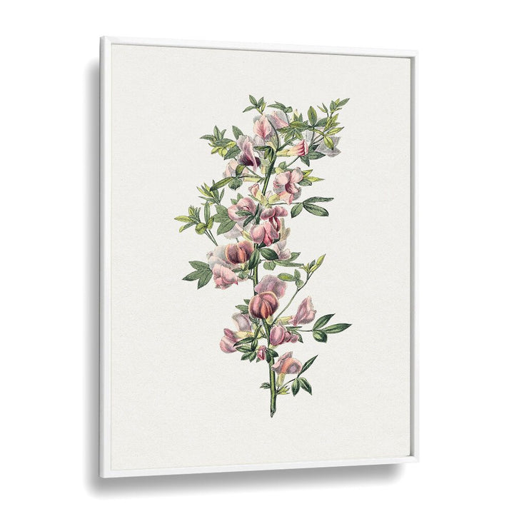 Pink Flower  Botanical Flower Paintings Artwork  in White Plain Frame